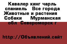 Кавалер кинг чарль спаниель - Все города Животные и растения » Собаки   . Мурманская обл.,Североморск г.